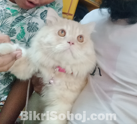 Persian cat Male